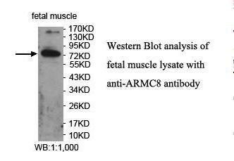 ARMC8 Antibody