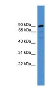 ARMC8 Antibody - ARMC8 antibody Western blot of A549 cell lysate. This image was taken for the unconjugated form of this product. Other forms have not been tested.
