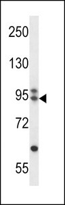 ARMC9 Antibody - ARMC9 Antibody western blot of CEM cell line lysates (35 ug/lane). The ARMC9 antibody detected the ARMC9 protein (arrow).