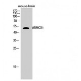 ARMCX1 Antibody - Western blot of ARMCX1 antibody