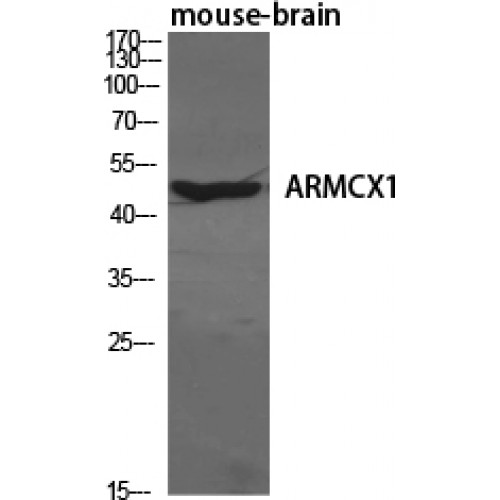 ARMCX1 Antibody - Western blot of ARMCX1 antibody