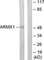 ARMCX1 Antibody - Western blot analysis of lysates from rat brain cells, using ARMX1 Antibody. The lane on the right is blocked with the synthesized peptide.
