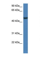 ARMCX1 Antibody - ARMCX1 antibody Western blot of Mouse Kidney lysate. Antibody concentration 1 ug/ml.  This image was taken for the unconjugated form of this product. Other forms have not been tested.