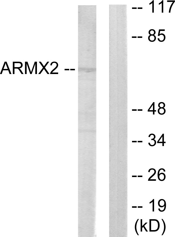 ARMCX2 Antibody - Western blot analysis of lysates from 293 cells, using ARMCX2 Antibody. The lane on the right is blocked with the synthesized peptide.