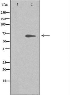 ARMCX2 Antibody - Western blot analysis of extracts of 293 cells using ARMX2 antibody.