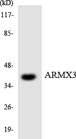 ARMCX3 Antibody - Western blot analysis of the lysates from COLO205 cells using ARMX3 antibody.