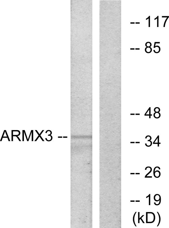 ARMCX3 Antibody - Western blot analysis of lysates from K562 cells, using ARMX3 Antibody. The lane on the right is blocked with the synthesized peptide.