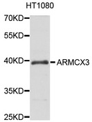 ARMCX3 Antibody - Western blot analysis of extract of HT1080 cells.