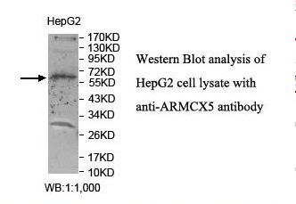 ARMCX5 Antibody