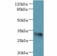 ARMCX6 Antibody - Western blot. All lanes: ARMCX6 antibody at 1.3 ug/ml+ U251 whole cell lysate Goat polyclonal to rabbit at 1:10000 dilution. Predicted band size: 33 kDa. Observed band size: 33 kDa.
