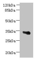 ARMCX6 Antibody - Western blot All lanes: ARMCX6 antibody at 1.3µg/ml + U251 whole cell lysate Secondary Goat polyclonal to rabbit IgG at 1/10000 dilution Predicted band size: 33 kDa Observed band size: 33 kDa