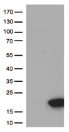 ARMS2 Antibody - HEK293T cells were transfected with the pCMV6-ENTRY control. (Left lane) or pCMV6-ENTRY ARMS2. (Right lane) cDNA for 48 hrs and lysed. Equivalent amounts of cell lysates. (5 ug per lane) were separated by SDS-PAGE and immunoblotted with anti-ARMS2. (1:500)
