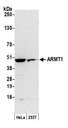 ARMT1 Antibody - Detection of human ARMT1 by western blot. Samples: Whole cell lysate (50 µg) from HeLa and 293T cells prepared using NETN lysis buffer. Antibody: Affinity purified rabbit anti-ARMT1 antibody used for WB at 1:1000. Detection: Chemiluminescence with an exposure time of 3 minutes.