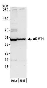 ARMT1 Antibody - Detection of human ARMT1 by western blot. Samples: Whole cell lysate (50 µg) from HeLa and 293T cells prepared using NETN lysis buffer. Antibody: Affinity purified rabbit anti-ARMT1 antibody used for WB at 1:1000. Detection: Chemiluminescence with an exposure time of 30 seconds.