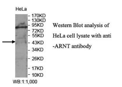 ARNT / HIF-1-Beta Antibody - Western blot of ARNT / HIF-1-Beta antibody