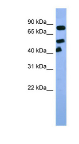 ARNT / HIF-1-Beta Antibody - ARNT antibody Western blot of Rat Liver lysate. This image was taken for the unconjugated form of this product. Other forms have not been tested.