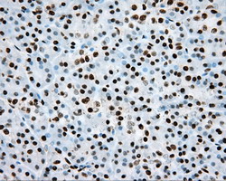 ARNT / HIF-1-Beta Antibody - IHC of paraffin-embedded Human pancreas tissue using anti-ARNT mouse monoclonal antibody.