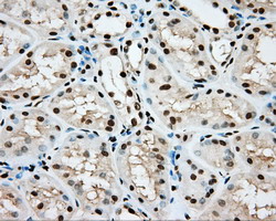 ARNT / HIF-1-Beta Antibody - IHC of paraffin-embedded Human Kidney tissue using anti-ARNT mouse monoclonal antibody.