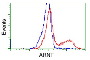 ARNT / HIF-1-Beta Antibody - HEK293T cells transfected with either overexpress plasmid (Red) or empty vector control plasmid (Blue) were immunostained by anti-ARNT antibody, and then analyzed by flow cytometry.