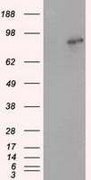 ARNT / HIF-1-Beta Antibody - HEK293T cells were transfected with the pCMV6-ENTRY control (Left lane) or pCMV6-ENTRY ARNT (Right lane) cDNA for 48 hrs and lysed. Equivalent amounts of cell lysates (5 ug per lane) were separated by SDS-PAGE and immunoblotted with anti-ARNT.