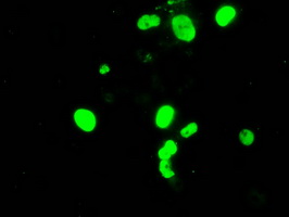 ARNT / HIF-1-Beta Antibody - Anti-ARNT mouse monoclonal antibody  immunofluorescent staining of COS7 cells transiently transfected by pCMV6-ENTRY ARNT.