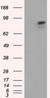 ARNT / HIF-1-Beta Antibody - HEK293T cells were transfected with the pCMV6-ENTRY control (Left lane) or pCMV6-ENTRY ARNT (Right lane) cDNA for 48 hrs and lysed. Equivalent amounts of cell lysates (5 ug per lane) were separated by SDS-PAGE and immunoblotted with anti-ARNT.