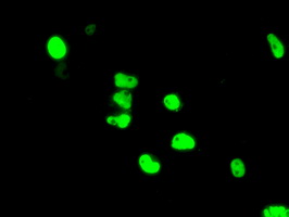 ARNT / HIF-1-Beta Antibody - Anti-ARNT mouse monoclonal antibody  immunofluorescent staining of COS7 cells transiently transfected by pCMV6-ENTRY ARNT.