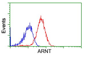 ARNT / HIF-1-Beta Antibody - Flow cytometry of HeLa cells, using anti-ARNT antibody, (Red), compared to a nonspecific negative control antibody, (Blue).
