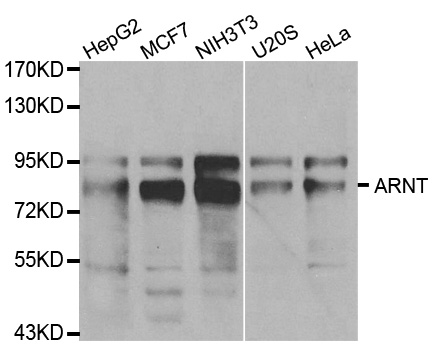 ARNT / HIF-1-Beta Antibody - Western blot analysis of extracts of various cell lines.