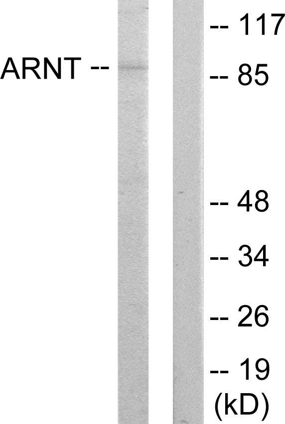 ARNT / HIF-1-Beta Antibody - Western blot analysis of extracts from HepG2 cells, using ARNT antibody.