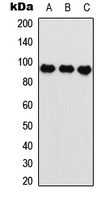 ARNT / HIF-1-Beta Antibody - Western blot analysis of HIF1 beta expression in HeLa (A); U2OS (B); rat muscle (C) whole cell lysates.