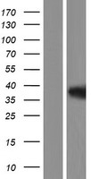 ARNT / HIF-1-Beta Protein - Western validation with an anti-DDK antibody * L: Control HEK293 lysate R: Over-expression lysate