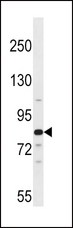 ARNT2 Antibody - ARNT2 Antibody western blot of 293 cell line lysates (35 ug/lane). The ARNT2 antibody detected the ARNT2 protein (arrow).