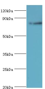 ARNT2 Antibody - Western blot. All lanes: Aryl hydrocarbon receptor nuclear translocator 2 antibody at 4 ug/ml+HeLa whole cell lysate. Secondary antibody: Goat polyclonal to rabbit at 1:10000 dilution. Predicted band size: 79 kDa. Observed band size: 79 kDa.