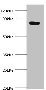 ARNT2 Antibody - Western blot All lanes: Aryl hydrocarbon receptor nuclear translocator 2 antibody at 4µg/ml + Hela whole cell lysate Secondary Goat polyclonal to rabbit IgG at 1/10000 dilution Predicted band size: 79, 78 kDa Observed band size: 79 kDa