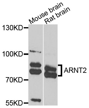 ARNT2 Antibody - Western blot blot of extracts of various cells, using ARNT2 antibody.
