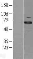 ARNT2 Protein - Western validation with an anti-DDK antibody * L: Control HEK293 lysate R: Over-expression lysate