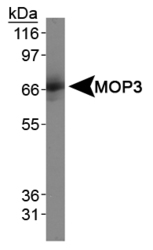 ARNTL / BMAL1 Antibody - Detection of MOP3 in a reticulocyte lysate.  This image was taken for the unconjugated form of this product. Other forms have not been tested.