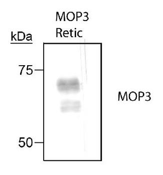 ARNTL / BMAL1 Antibody - Detection of MOP3 in a reticulocyte lysate using MOP3 (BMAL) antibody.  This image was taken for the unconjugated form of this product. Other forms have not been tested.