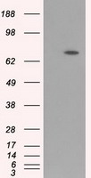ARNTL / BMAL1 Antibody - HEK293T cells were transfected with the pCMV6-ENTRY control (Left lane) or pCMV6-ENTRY ARNTL (Right lane) cDNA for 48 hrs and lysed. Equivalent amounts of cell lysates (5 ug per lane) were separated by SDS-PAGE and immunoblotted with anti-ARNTL.