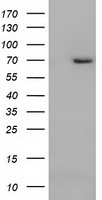 ARNTL / BMAL1 Antibody - HEK293T cells were transfected with the pCMV6-ENTRY control (Left lane) or pCMV6-ENTRY ARNTL (Right lane) cDNA for 48 hrs and lysed. Equivalent amounts of cell lysates (5 ug per lane) were separated by SDS-PAGE and immunoblotted with anti-ARNTL.