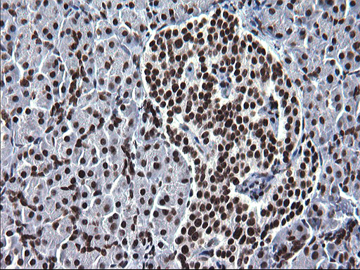 ARNTL / BMAL1 Antibody - IHC of paraffin-embedded Human pancreas tissue using anti-ARNTL mouse monoclonal antibody. (Heat-induced epitope retrieval by 1 mM EDTA in 10mM Tris, pH8.5, 120°C for 3min).