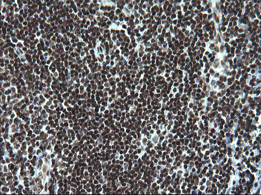 ARNTL / BMAL1 Antibody - IHC of paraffin-embedded Human lymph node tissue using anti-ARNTL mouse monoclonal antibody. (Heat-induced epitope retrieval by 1 mM EDTA in 10mM Tris, pH8.5, 120°C for 3min).