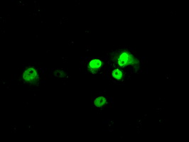 ARNTL / BMAL1 Antibody - Anti-ARNTL mouse monoclonal antibody  immunofluorescent staining of COS7 cells transiently transfected by pCMV6-ENTRY ARNTL.