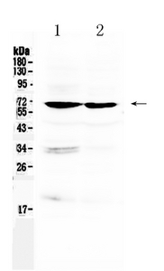 ARNTL / BMAL1 Antibody - Western blot - Anti-BMAL1/ARNTL Picoband Antibody