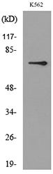 ARNTL / BMAL1 Antibody - Western blot analysis of lysate from K562 cells, using BMAL1 Antibody.
