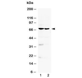 ARNTL / BMAL1 Antibody - Western blot testing of human 1) HeLa and 2) HepG2 cell lysate with BMAL1 antibody at 0.5ug/ml. Predicted molecular weight ~69 kDa.