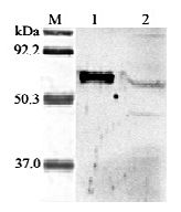 ARP5 / ANGPTL6 Antibody - Western blot analysis of human ANGPTL6 using anti-ANGPTL6 at 1:2,000 dilution. 1. Recombinant human ANGPTL6 (FLAG-tagged). 2. HepG2 cells lysate.