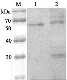 ARP5 / ANGPTL6 Antibody - Western blot analysis using anti-ANGPTL6 (human), pAb at 1:2000 dilution. 1: Human ANGPTL6 (FLAG-tagged). 2: HepG2 cell lysate.