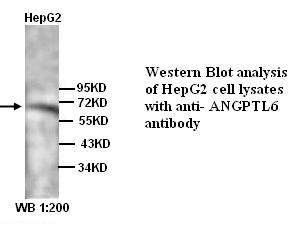 ARP5 / ANGPTL6 Antibody